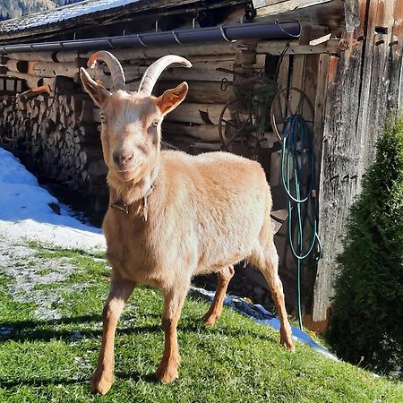 Ferienwohnungen Rieder Gerlos Exterior foto
