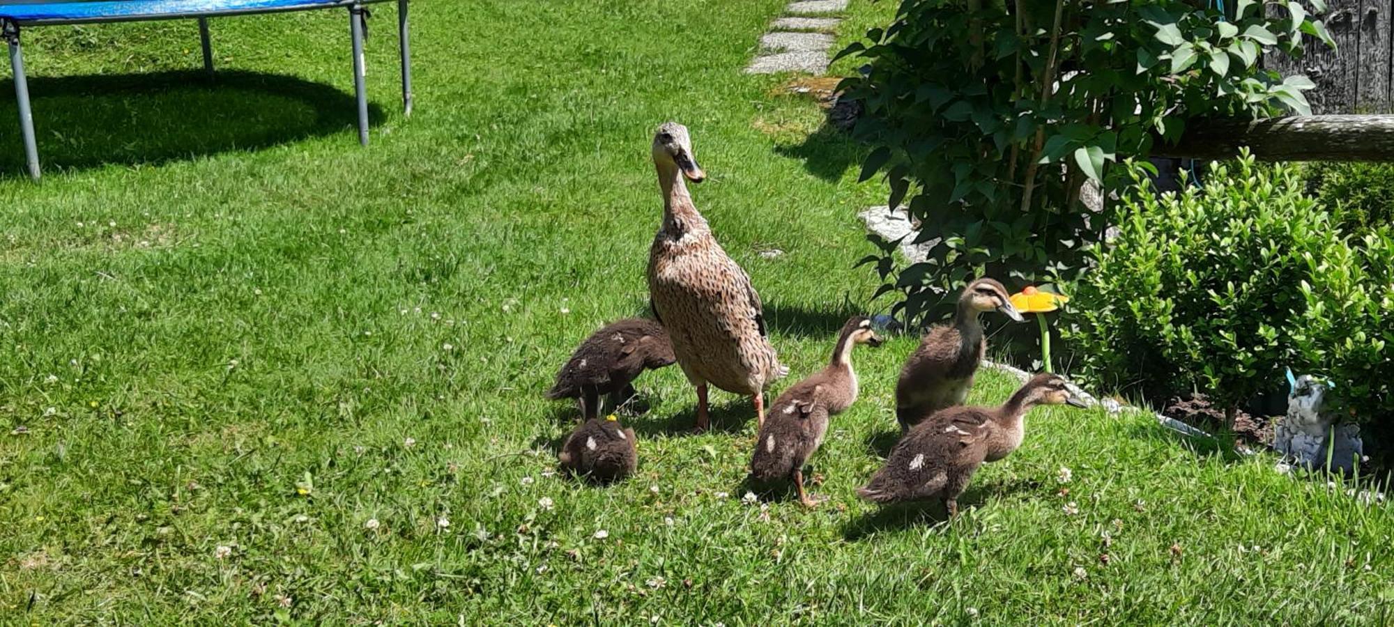 Ferienwohnungen Rieder Gerlos Exterior foto