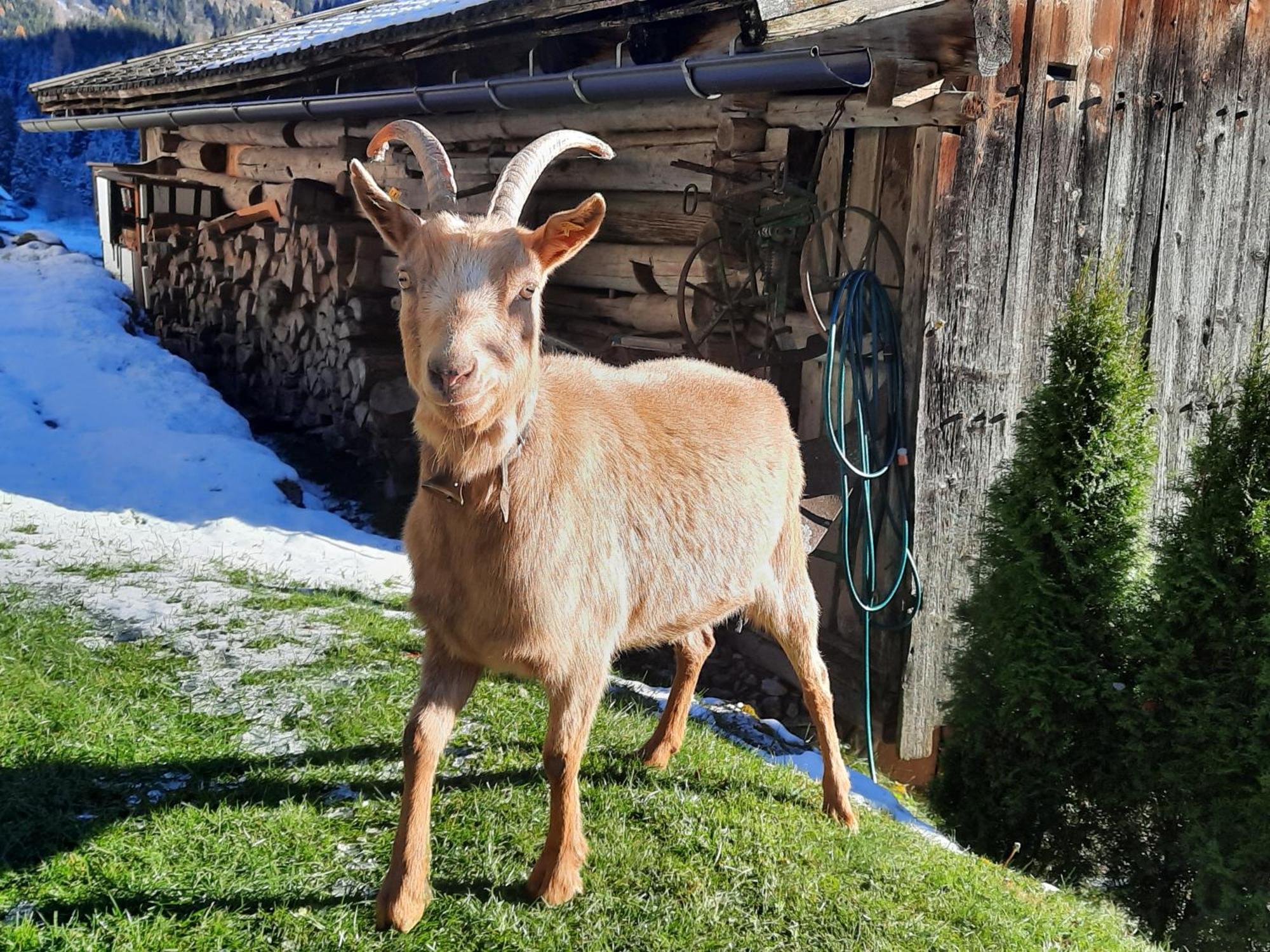 Ferienwohnungen Rieder Gerlos Exterior foto